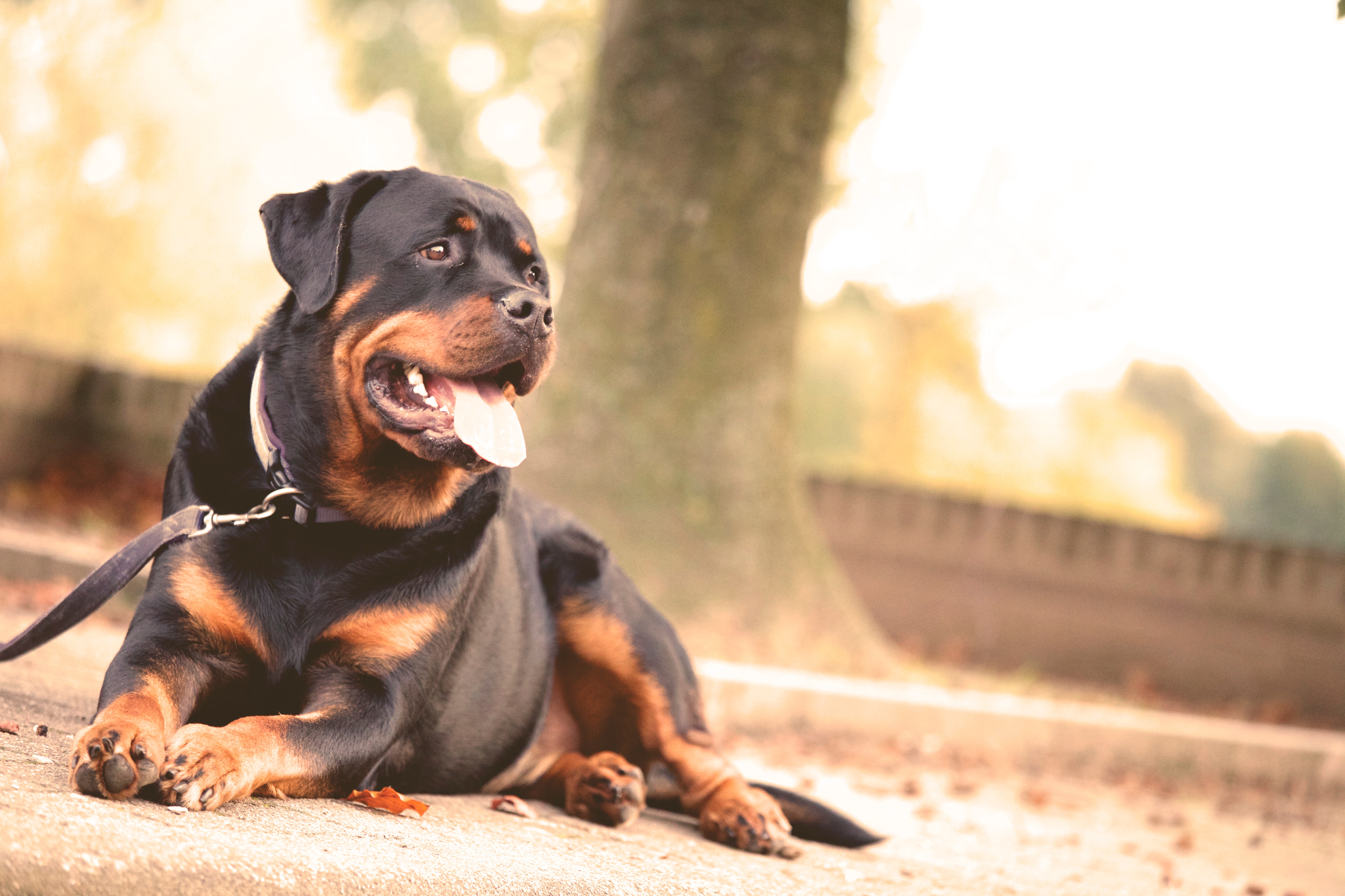 animal-dog-dogs-black-68798.jpg