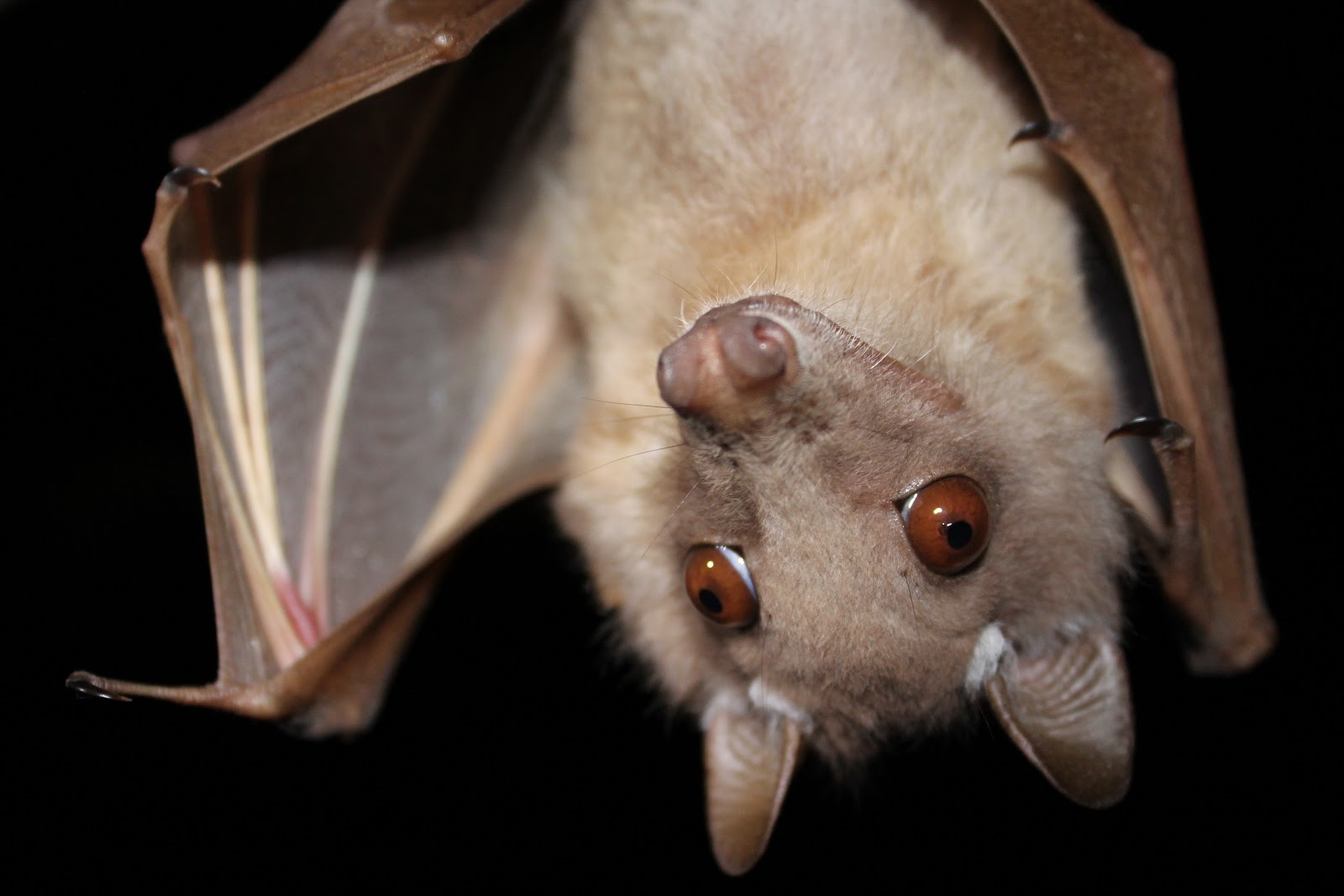 Sibuya Game Reserve Wahlberg's epauletted fruit bat